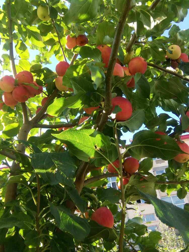 小苹果回家版小苹果儿童版小苹果-第2张图片-太平洋在线下载